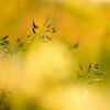 Golden light by Marian Merkelbach