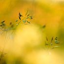 Golden light by Marian Merkelbach thumbnail