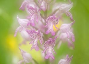 Blühende Orchidee, der Soldat