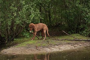 Wasserspiele am See mit einem braunen Magyar Vizsla Drahthaar Hund .