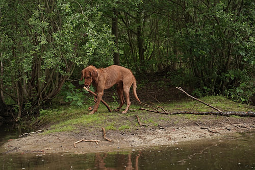 Waterspelletjes aan het meer met een bruine Magyar Vizsla ruwharige hond .