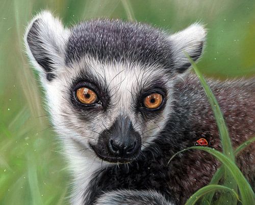 Ringschwanzlemur Zeichnung Leontine van Vliet