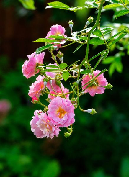 Blossoms of a pink rambler rose by ManfredFotos