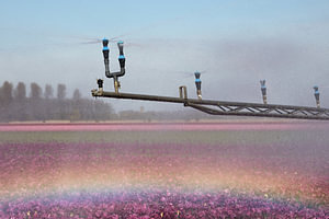 Die Bewässerung eines Tulpenfeldes erzeugt einen Regenbogen