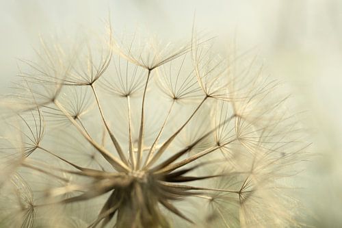 Samen der Wiesen-Schwarzwurzel – Nahaufnahme von Sjoerd van der Wal Fotografie