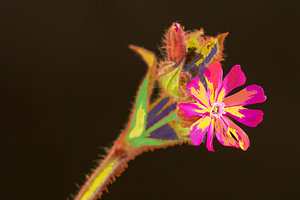 Art deco met een bloem