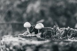 Leaf Art Makrofotografie Schwarz und Weiß von Marc van den Elzen