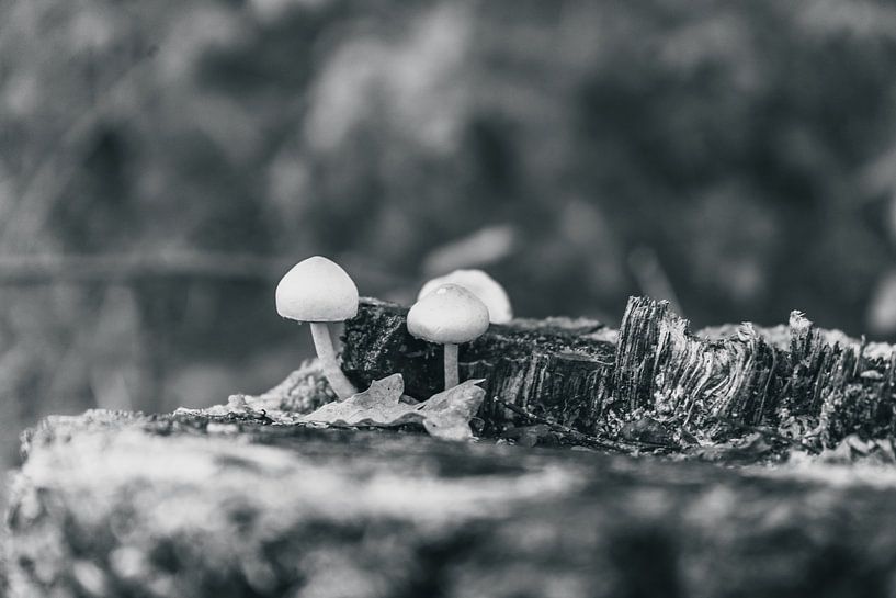 Leaf Art Macro Photography Black and White by Marc van den Elzen