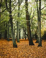 Pad door herfstbos