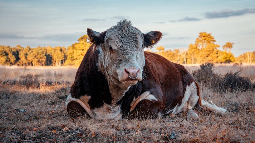 Liegender Stier von iwan faber