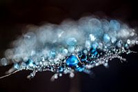 Pluisje met druppels blauw