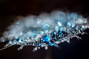 Fluff with drops of blue by Bert Nijholt