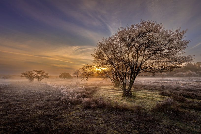 Wintermorgen von Andy Luberti
