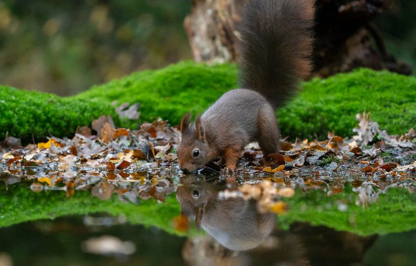 Squirrel by Marjon Tigchelaar