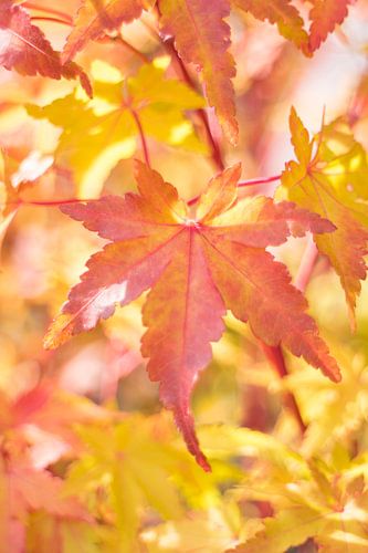 Blätter des japanischen Ahornbaums
