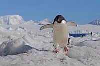 Adéliepinguin   