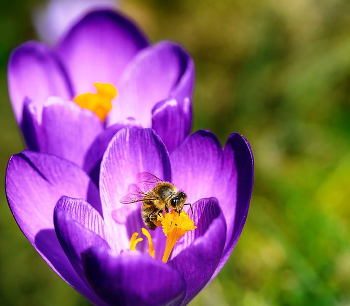 Macro of a bee on a purple crocus flower by ManfredFotos