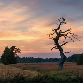 Een ooievaar in het landschap in Gasteren Drenthe van Marga Vroom