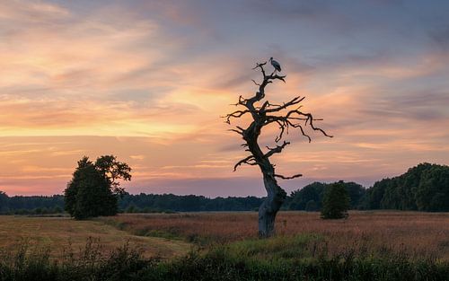 Een ooievaar in het landschap in Gasteren Drenthe