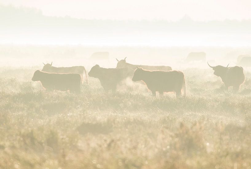 Les Highlanders écossais par Ruurd Jelle Van der leij