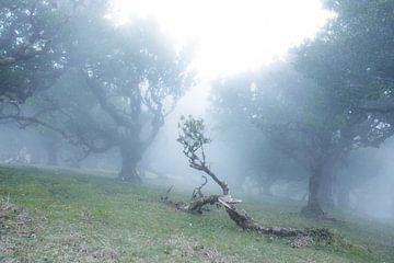 Les arbres tordus de Fanal sur Hugo Braun