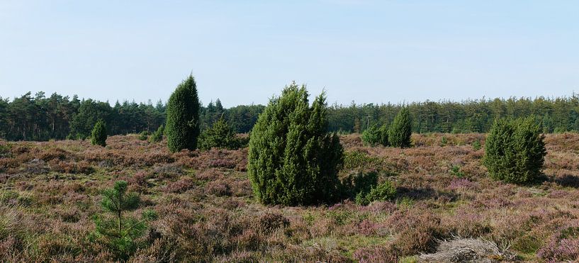 jeneverbessen op een heideterrein van Wim vd Neut