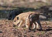Junge Wildschweine von Merijn Loch Miniaturansicht