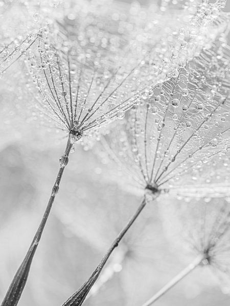 Zwart-wit: Pluisjes dragen de kleine waterdrupppeltjes van Marjolijn van den Berg