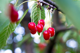Red Cherries on a Branch by Milcho Milev