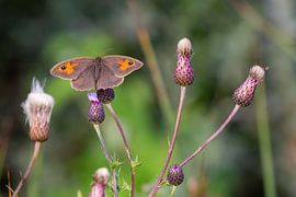 Large bull's eye (Maniola jurtina)