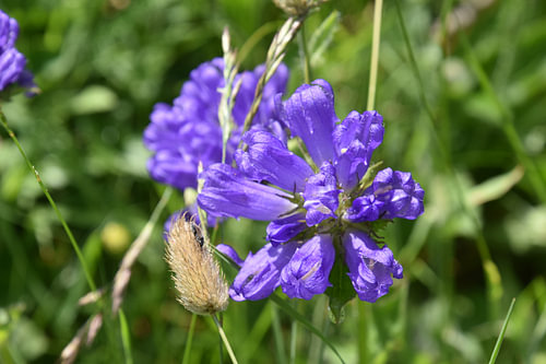 Purple flowers