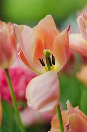 Tulip by Anne van der Heijden
