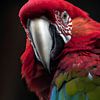 Papagei von Jacco Hinke