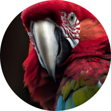 papegaai van Jacco Hinke
