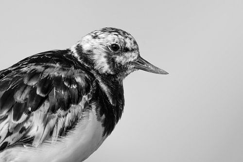Un portrait de l'oiseau des rochers