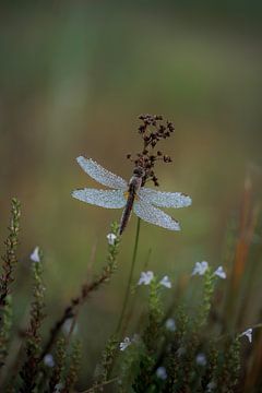Fire dragonfly in greenery by Gea Veldhuizen
