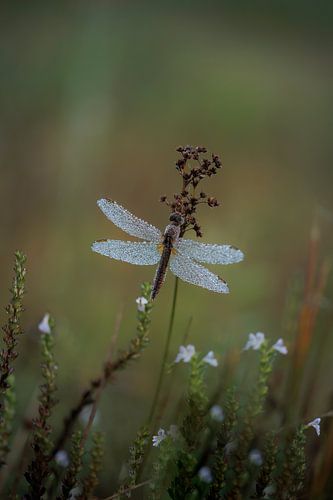 Libellule de feu dans la verdure sur Gea Veldhuizen