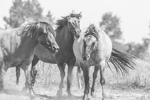 Zwart wit beeld van wilde konik paarden in Nederland