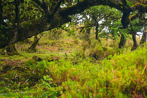 Forêt