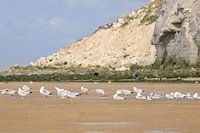 seagulls on the beach