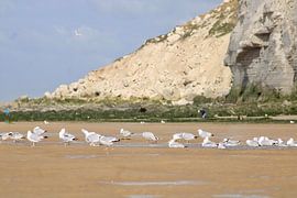 seagulls on the beach by Joran Keij