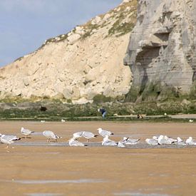 les mouettes sur la plage sur Joran Keij