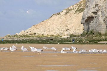 seagulls on the beach by Joran Keij