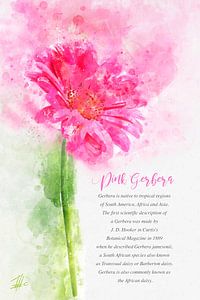 Gerbera rose