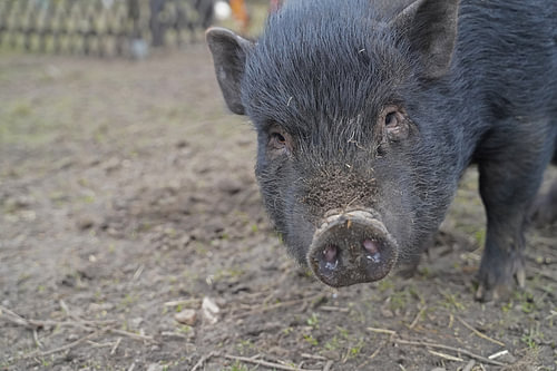 1 jaar oude minivarkens in de tuin