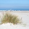 Helmgras in het zand – Schiermonnikoog strandfotografie van ThomasVaer | Tom Coehoorn