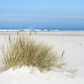 L'herbe à casque dans le sable - Photographie de la plage de Schiermonnikoog sur ThomasVaer | Tom Coehoorn