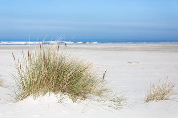 L'herbe à casque dans le sable - Photographie de la plage de Schiermonnikoog sur ThomasVaer | Tom Coehoorn