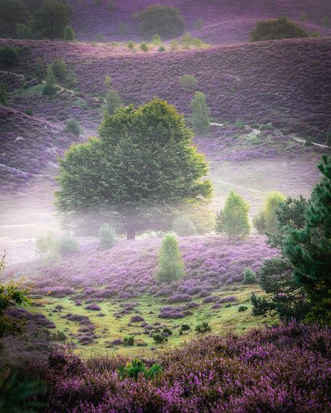 Glow van John Goossens Photography