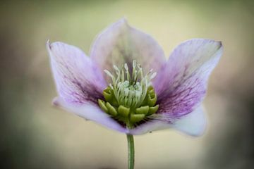 Racine de vigne rose blanche